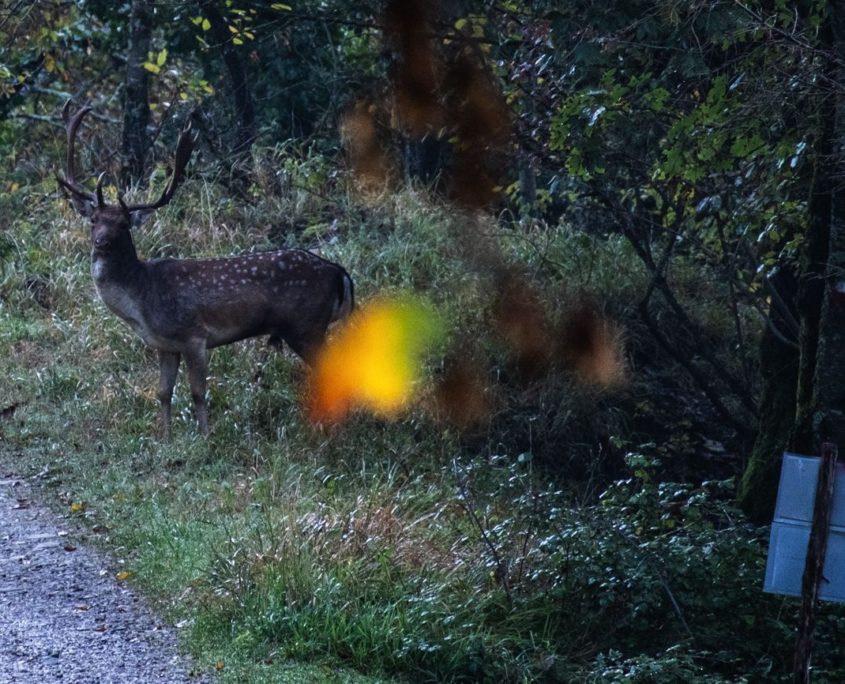 Passaggi-d'autunno-Trapisa-di-sotto-0000