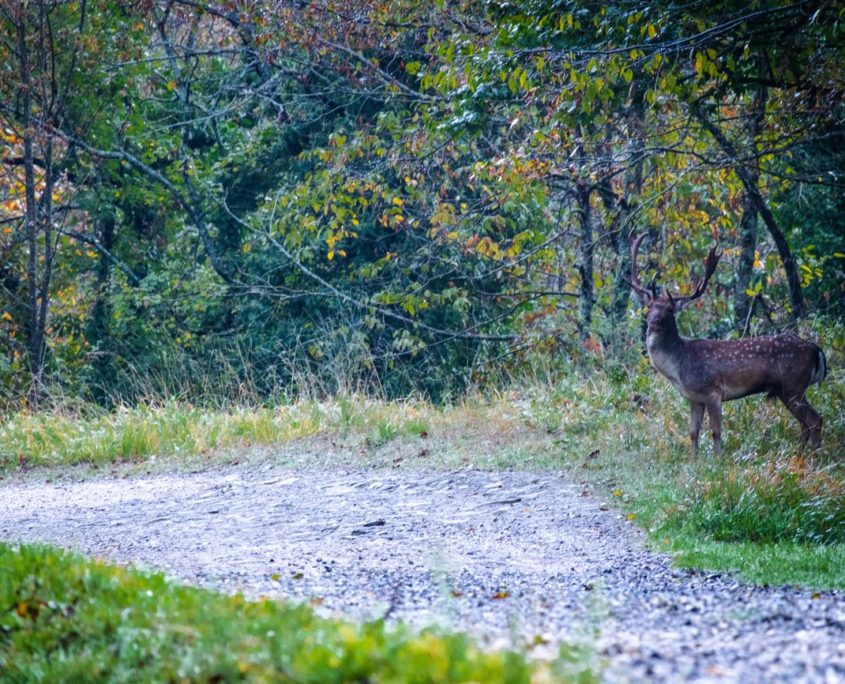 Passaggi-d'autunno-Trapisa-di-sotto-0001