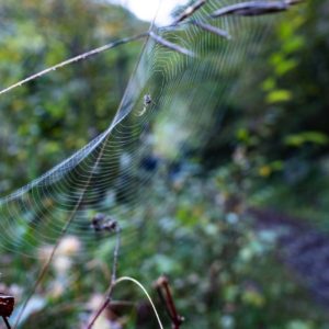 Passaggi-d'autunno-Trapisa-di-sotto-0011