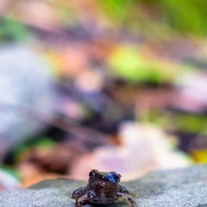 Passaggi-d'autunno-Trapisa-di-sotto-0024