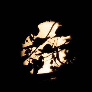 Volpe-Trappisa1